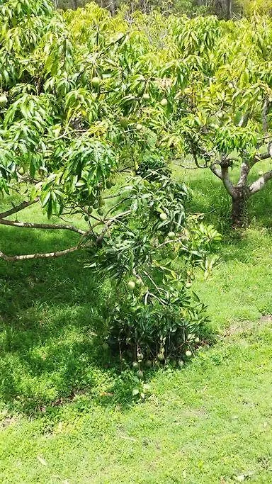 The Sanctuary Millstream Apartment Ravenshoe